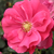 Roza - Pokrovne vrtnice - Vanity